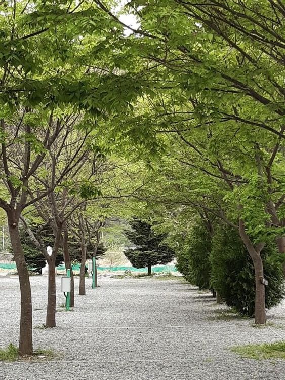 영월 다그린캠핑장